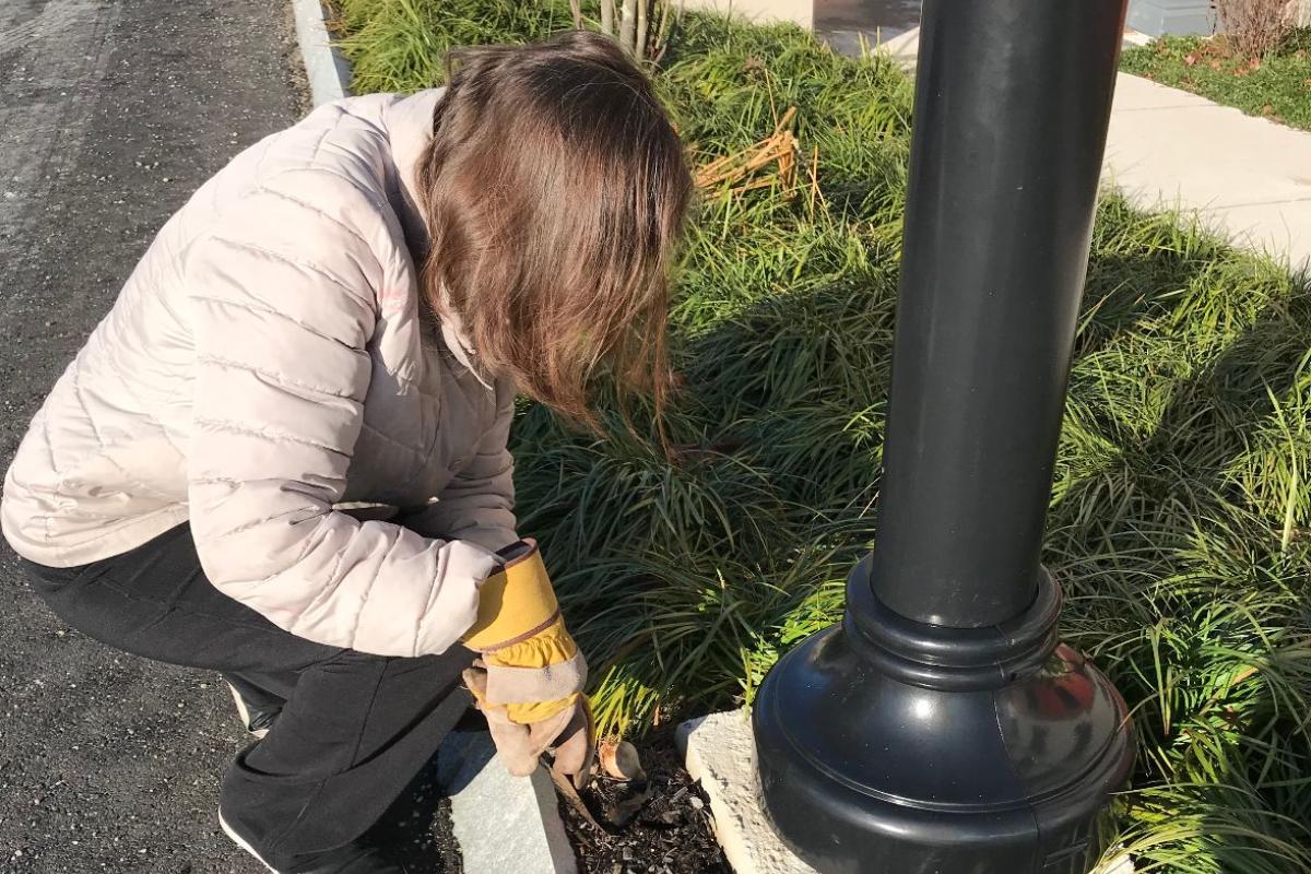 A Woman Plants Bulbs around a Lightpost at Town Hall